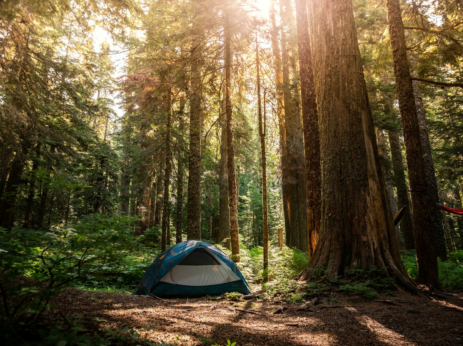 Camping tent in forest